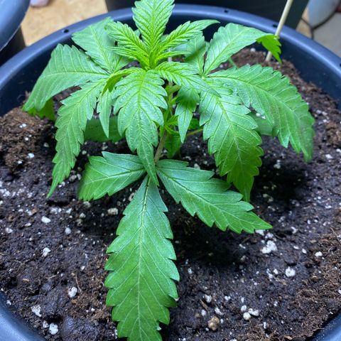 Orange Bud growlog timeline photo
