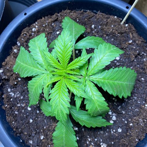 Orange Bud growlog timeline photo