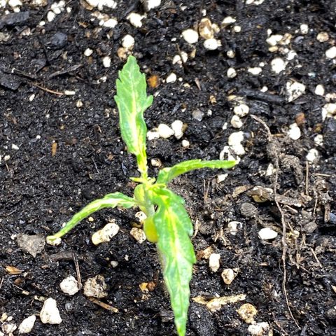 Super Silver Haze  #1 growlog timeline photo