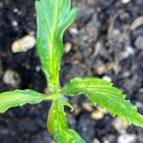 Super Silver Haze  #1 growlog timeline photo