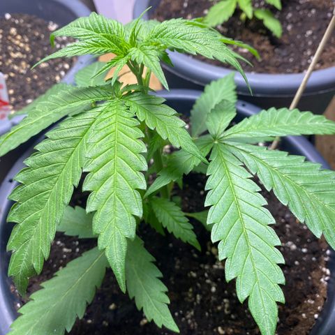 Orange Bud growlog timeline photo