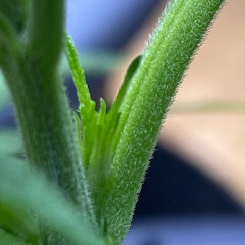 Orange Bud growlog timeline photo