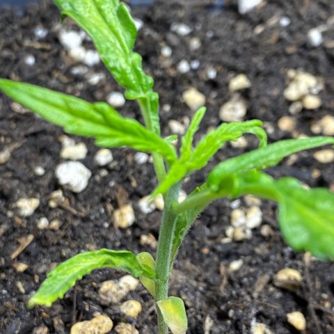 Super Silver Haze  #1 growlog timeline photo