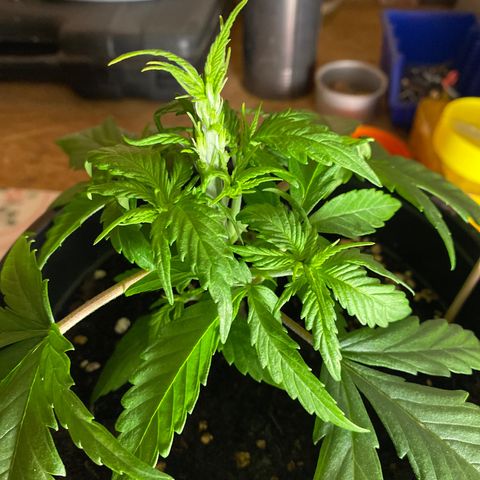 Rotz growlog timeline photo