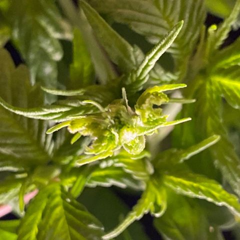 Rotz growlog timeline photo