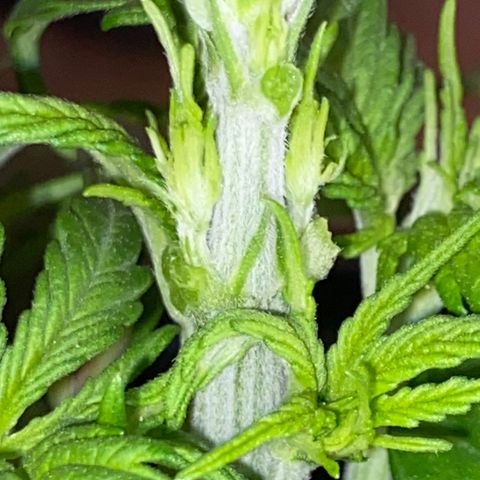 Rotz growlog timeline photo
