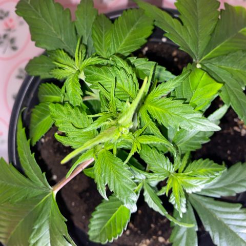 Rotz growlog timeline photo