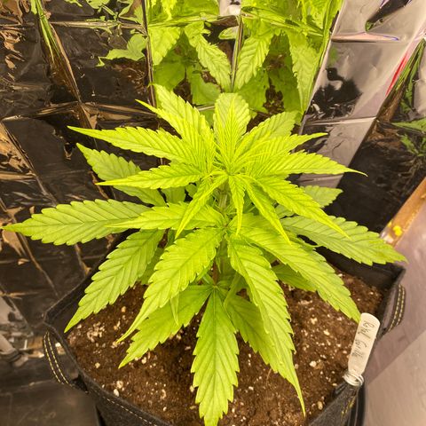 Royal Gorilla 🦍  growlog timeline photo