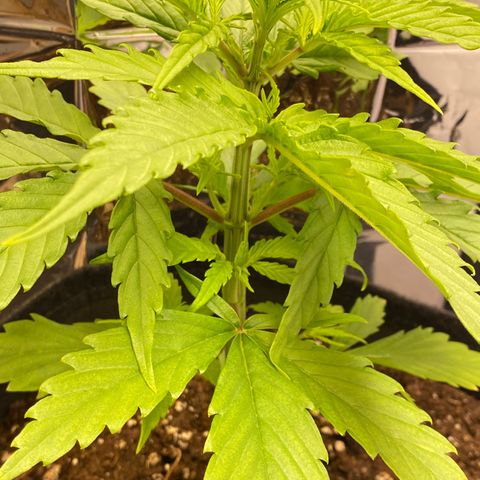 Royal Gorilla 🦍  growlog timeline photo