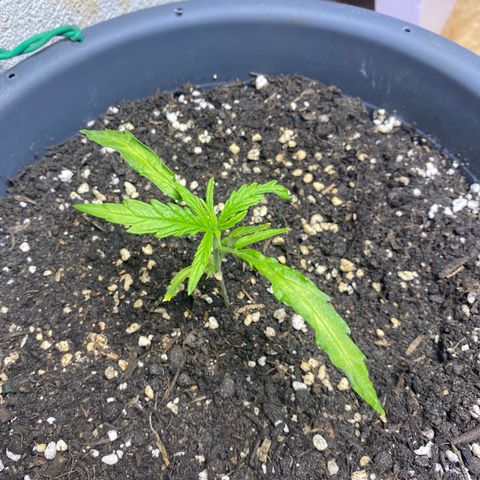 Super Silver Haze  #1 growlog timeline photo