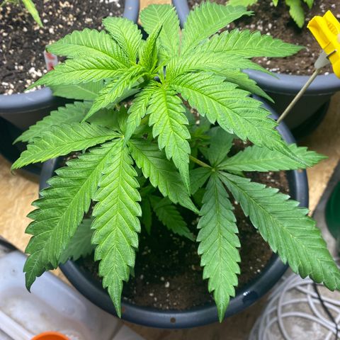 Orange Bud growlog timeline photo
