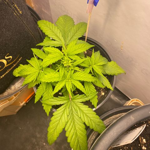 Rotz growlog timeline photo