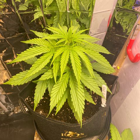 Royal Gorilla 🦍  growlog timeline photo