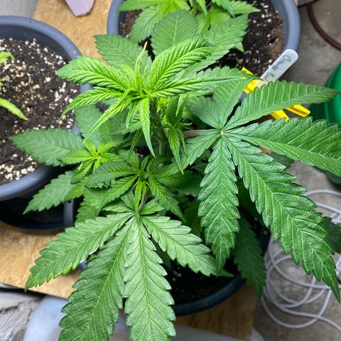 Orange Bud growlog timeline photo