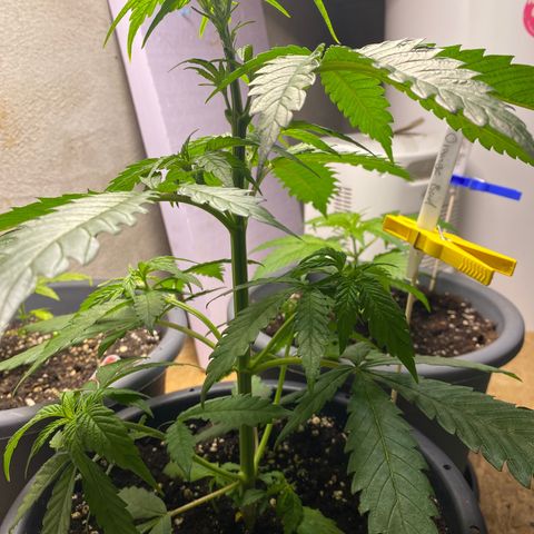 Orange Bud growlog timeline photo