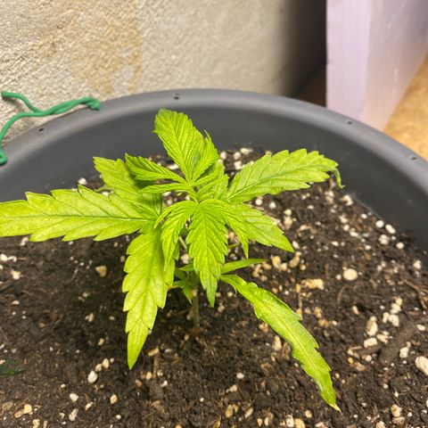 Super Silver Haze  #1 growlog timeline photo