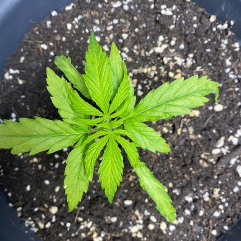Super Silver Haze  #1 growlog timeline photo