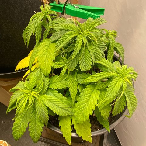 Rotz growlog timeline photo