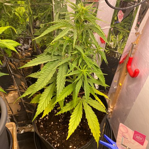 Royal Gorilla 🦍  growlog timeline photo