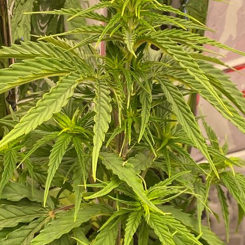Royal Gorilla 🦍  growlog timeline photo