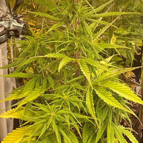 Royal Gorilla 🦍  growlog timeline photo