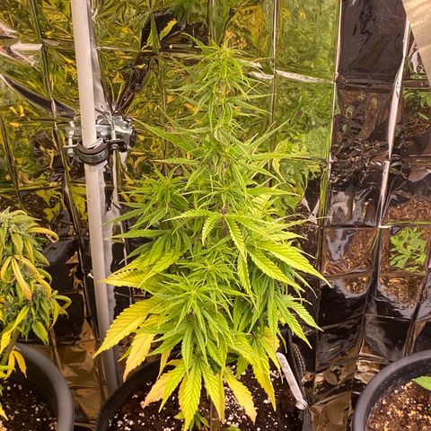 Royal Gorilla 🦍  growlog timeline photo