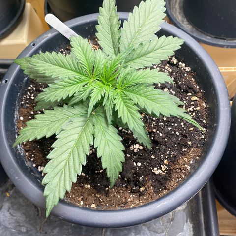 White Widow  #1 growlog timeline photo