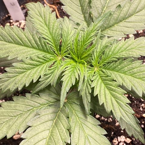 White Widow  #1 growlog timeline photo