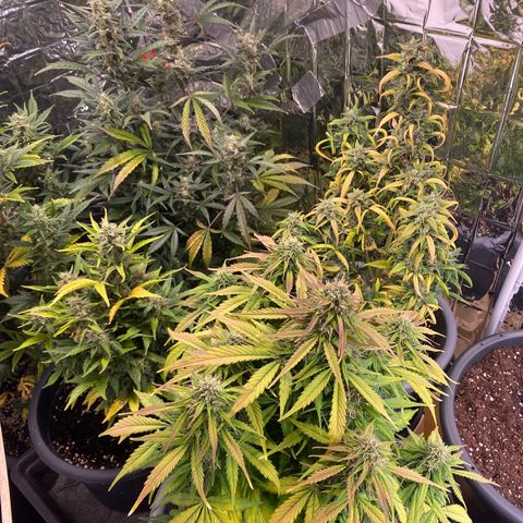 White Widow  #1 growlog timeline photo