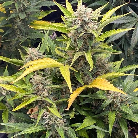 White Widow  #1 growlog timeline photo
