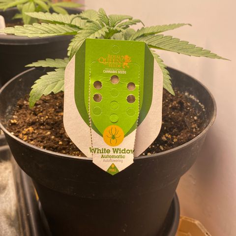 White Widow  #1 growlog timeline photo