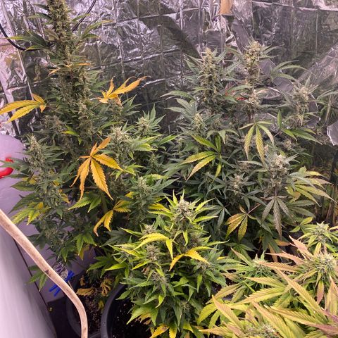 White Widow  #1 growlog timeline photo
