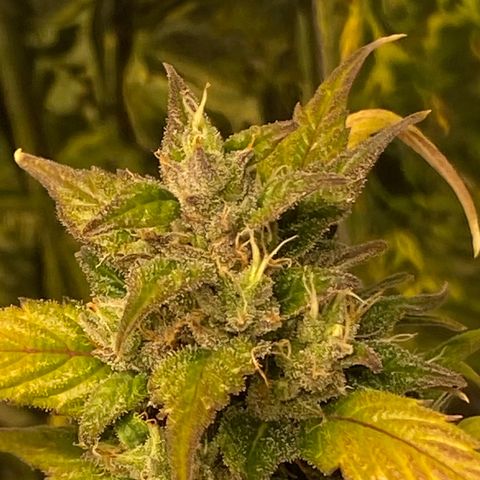 White Widow  #1 growlog timeline photo