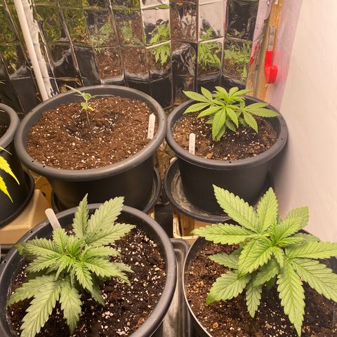 White Widow  #1 growlog timeline photo
