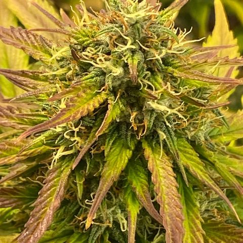 White Widow  #1 growlog timeline photo