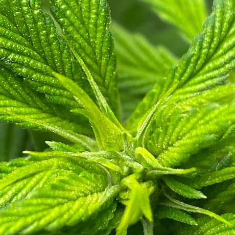 Orange Bud growlog timeline photo