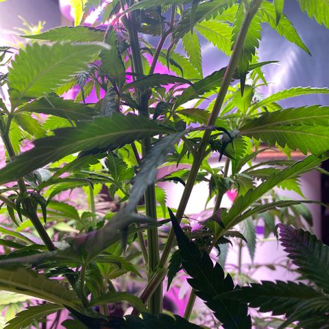 Orange Bud growlog timeline photo