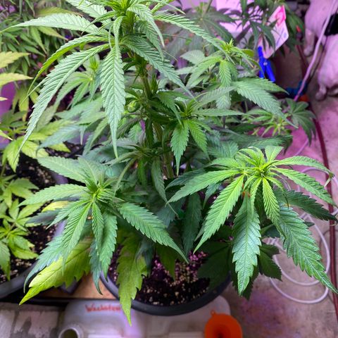 Orange Bud growlog timeline photo