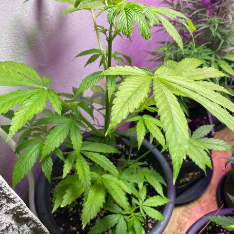 Super Silver Haze  #1 growlog timeline photo