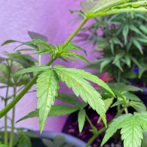 Super Silver Haze  #1 growlog timeline photo