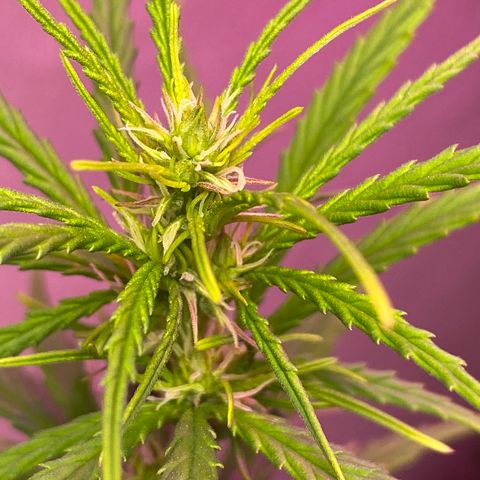 Royal Gorilla 🦍  growlog timeline photo