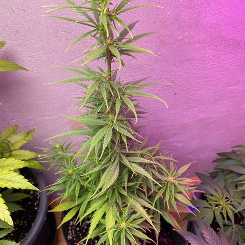 Royal Gorilla 🦍  growlog timeline photo