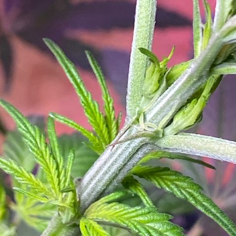 Rotz growlog timeline photo