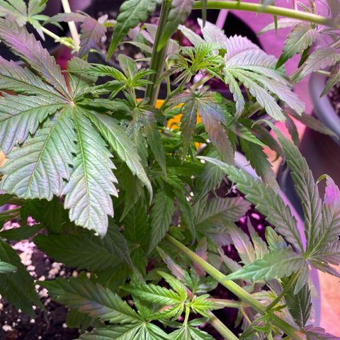 Rotz growlog timeline photo