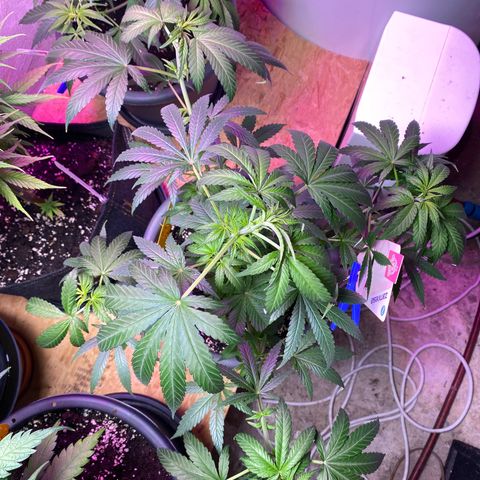 Rotz growlog timeline photo