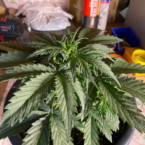 White Widow  #1 growlog timeline photo