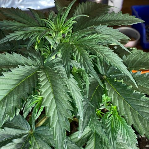 White Widow  #1 growlog timeline photo
