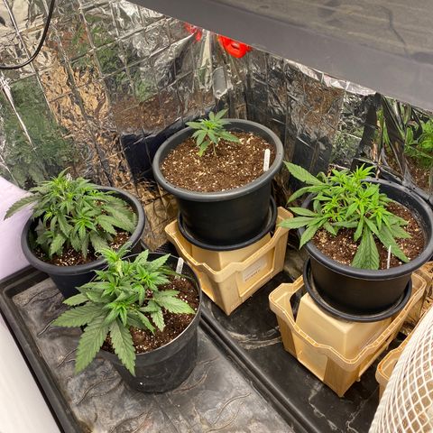 White Widow  #1 growlog timeline photo