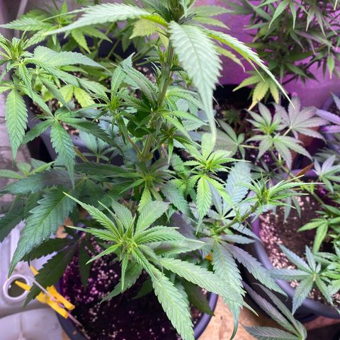 Orange Bud growlog timeline photo