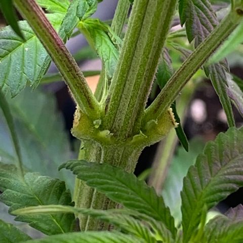 Orange Bud growlog timeline photo